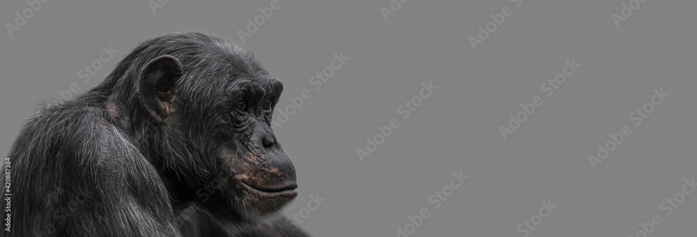 Banner with a portrait of happy smiling Chimpanzee, closeup, details with copy space and solid background. Concept biodiversity, animal care and welfare and wildlife conservation. - obrazy, fototapety, plakaty 