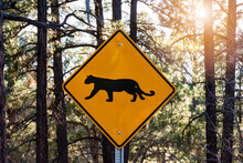 Aware Of Puma Or Cougar Crossing Yellow Warning Sign In The Forest Surrounding Grand Canyon National Park, AZ - USA