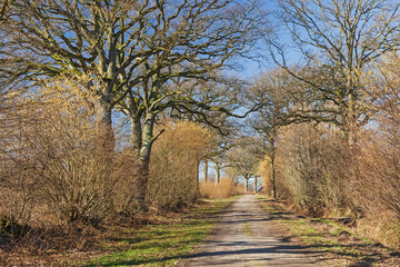 Wall Mural - Feldweg mit Knicks (Wallhecken) auf beiden Seiten (Redder)  mit blühenden Sträuchern der Hasel und mit Eichen im Frühling Anfang März bei Wakendorf II in Schleswig-Holstein, Deutschland.