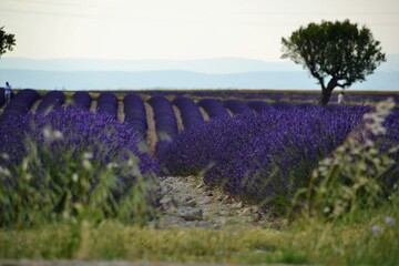 lavender landscape in the French province the beauty in spring that comes with the sun that warms the land