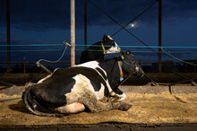 Cows On Water Beds In Modern Dairy Farm, Wyns, Friesland, Netherlands