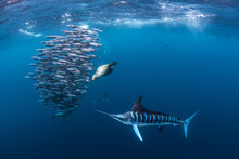 Striped Marlin Hunting Mackerel And Sardines, Joined By Sea Lion