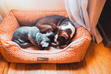 French Bulldog Puppy And Boston Terrier Dog Sleeping In Dog Bed Together
