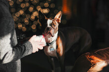 Boy Giving Boston Terrier Pet Dog Christmas Gift