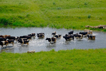 Herd Of Cows Crossing River, Ural, Sverdlovsk, Russia