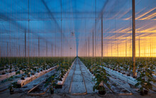 Growing Bell Peppers In Modern Dutch Greenhouse, Zevenbergen, Noord-Brabant, Netherlands