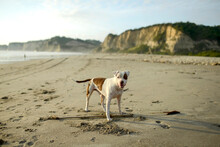 Portrait Of Dog On Beach