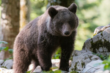 European Brown Bear (Ursus Arctos) On Rocks In Notranjska Forest, Slovenia