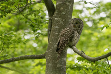 Ural Owl (Strix Uralensis) Perched In Tree Looking Back, Notranjska Forest, Slovenia