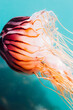 © Connect Images - Jellyfish in sea