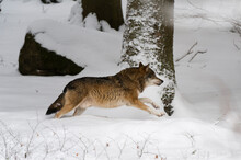 Gray Wolf (Canis Lupus), Running In Snow, Captive, Bavarian Forest National Park, Bavaria, Germany
