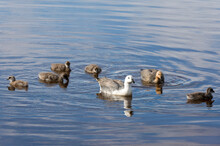 Upland Geese Family (Chloephaga Picta) Swimming In Lake, Falkland Islands