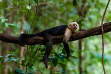White-faced Capuchin Monkey (Cebus Capucinus), Curu Wildlife Reserve, Costa Rica