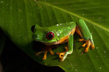 Red-eyed Tree Frog (Agalychnis Callidryas), Manuel Antonio National Park, Costa Rica
