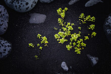 Succulents Growing Out Of Black Sand, Diamond Beach, Iceland