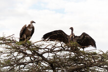 Vultures Feeding On Carcass, Masai Mara National Reserve, Kenya 