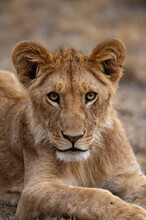 Lioness (Panthera Leo), Masai Mara National Reserve, Kenya