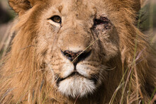 Portrait Of Male Lion (Panthera Leo), Masai Mara National Reserve, Kenya