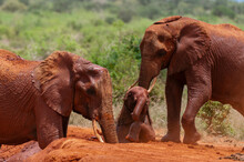 African Elephants (Loxodonta Africana) Helping Calf Trapped In Mud, Tsavo East National Park, Kenya