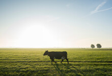 Cows Walk To Pasture After Milking, Wyns, Friesland, Netherlands