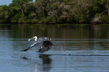 Cocoi Heron (Ardea Cocoi) Flying Past River Surface, Pantanal, Mato Grosso, Brazil