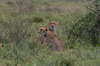 © Connect Images - Two cheetah (Acynonix jubatus) relaxing while looking for prey at savannah, Seronera, Serengeti National Park, Tanzania