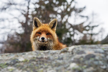 Red Fox (Vulpes Vulpes), Gran Paradiso National Park, Aosta Valley, Italy