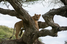 Lioness (Panthera Leo) On Tree, Ndutu, Ngorongoro Conservation Area, Serengeti, Tanzania