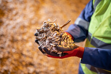 Worker With Dry Wood Chips In Wood Recycling Plant.