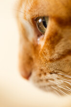 Close Up Profile Of Ginger Tabby Cat.