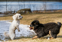 Bernese Mountain Dog Puppy And Maltese Poodle Playing Together In A Park.