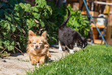 Long-haired Tan Chihuahua Lying On A Path In A Garden On Sunny Day.