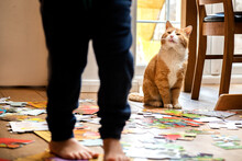 Young Child Playing Indoors With Ginger Tabby Cat.