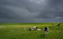 Herd Of Cows On A Pasture Under A Stormy Sky, The Netherlands.