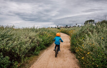 Rear View Of Boy Cycling Along A Path With Bush Sunflower, Encelia Californica, Growing Either Side, Near Santa Barbara, California, USA.