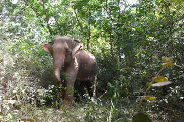 moment of elephant in the jungle