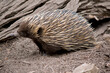 this is a side view of an echidna