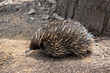 this is a side view of a  echidna