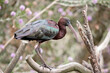 this is a side view of a glossy ibis