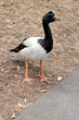 this is a close up of a magpie goose