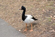 the magpie goose is walking to the lake