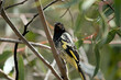 the new holland honey eater is perched in a bush