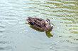 the Pacific black duck is swimming in the lake