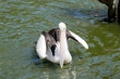 the Australian pelican is swimming in the water