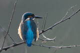Fototapeta  - common kingfisher, also known as the Eurasian kingfisher and river kingfisher, is a small kingfisher with seven subspecies recognized within its wide distribution across Eurasia and North Africa. It i