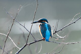 Fototapeta  - common kingfisher, also known as the Eurasian kingfisher and river kingfisher, is a small kingfisher with seven subspecies recognized within its wide distribution across Eurasia and North Africa. It i