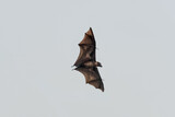 Fototapeta  - Indian flying fox, also known as the greater Indian fruit bat, is a species of flying fox found in the Indian subcontinent. It is one of the largest bats in the world. It is of interest as a disease v