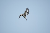 Fototapeta  - pied kingfisher is a species of water kingfisher widely distributed across Africa and Asia. Originally described by Carl Linnaeus in 1758, it has five recognised subspecies.