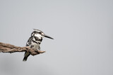 Fototapeta  - pied kingfisher is a species of water kingfisher widely distributed across Africa and Asia. Originally described by Carl Linnaeus in 1758, it has five recognised subspecies.