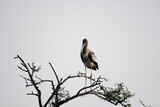 Fototapeta  - great blue heron